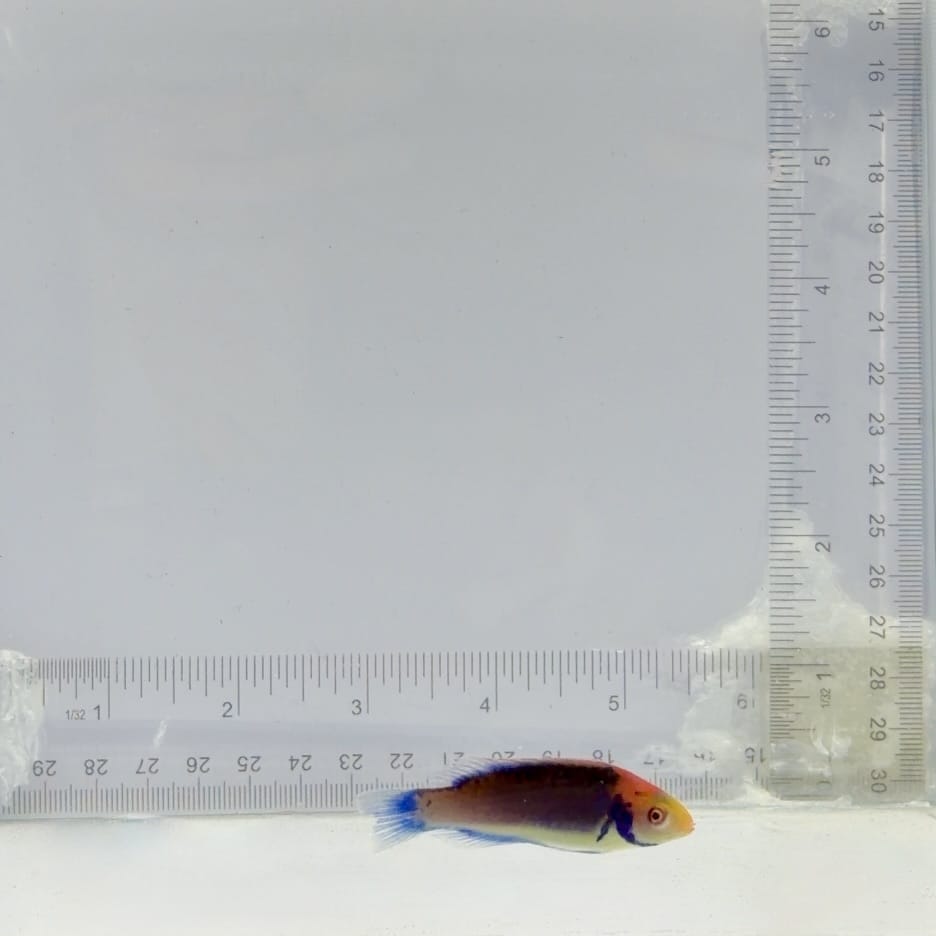 Redhead Solorensis Wrasse