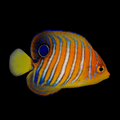 Regal Angelfish - Orange - Juvenile - Pygoplites diacanthus Small