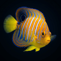 Regal Angelfish - Orange - Juvenile Small
