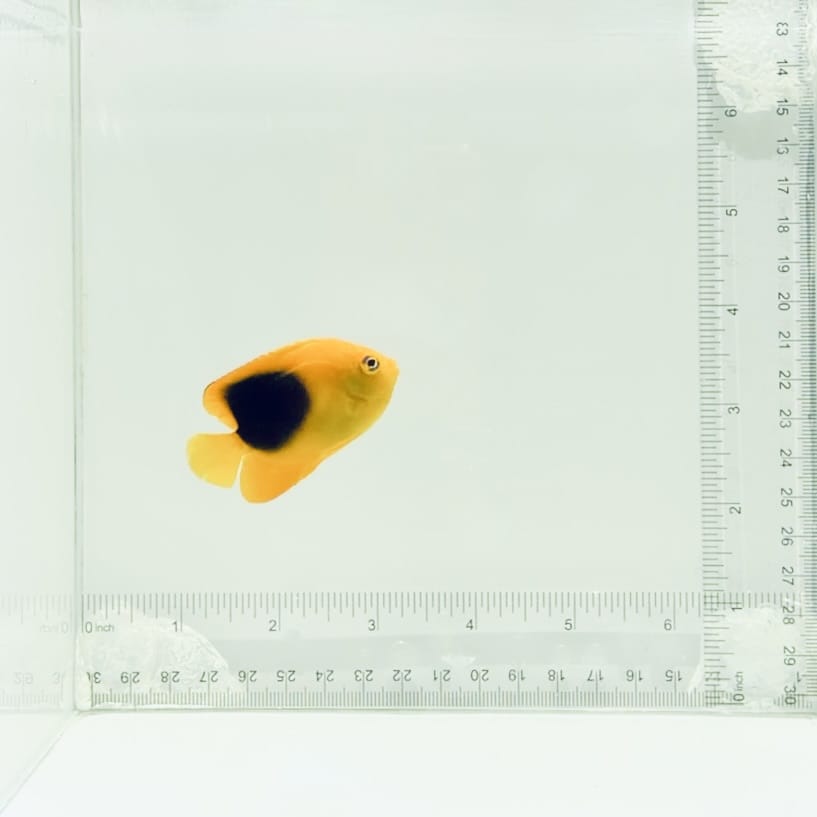 Rock Beauty Angelfish