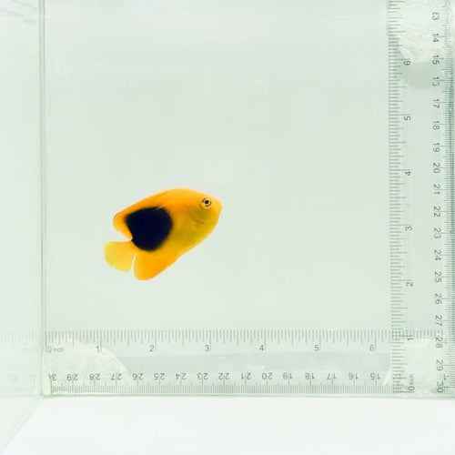 Rock Beauty Angelfish