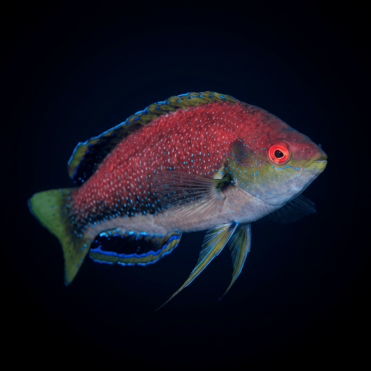 Rose Belly Fairy Wrasse