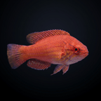 Royal Flasher Wrasse - Female