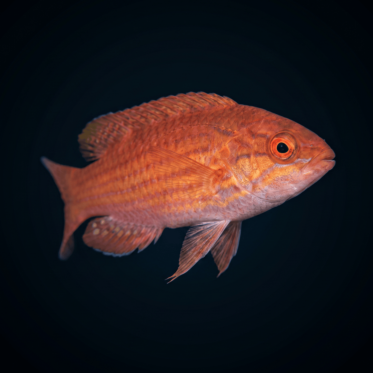 Royal Flasher Wrasse - Female