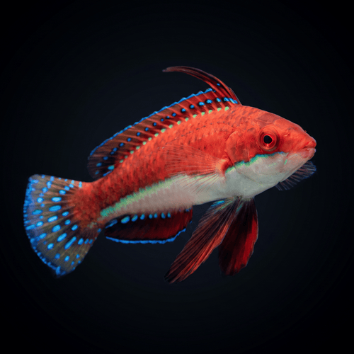 Ruby Longfin Fairy Wrasse