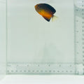 Rusty Angelfish