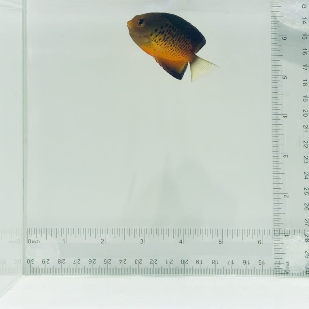Rusty Angelfish
