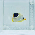 Saddleback Butterflyfish