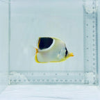 Saddleback Butterflyfish