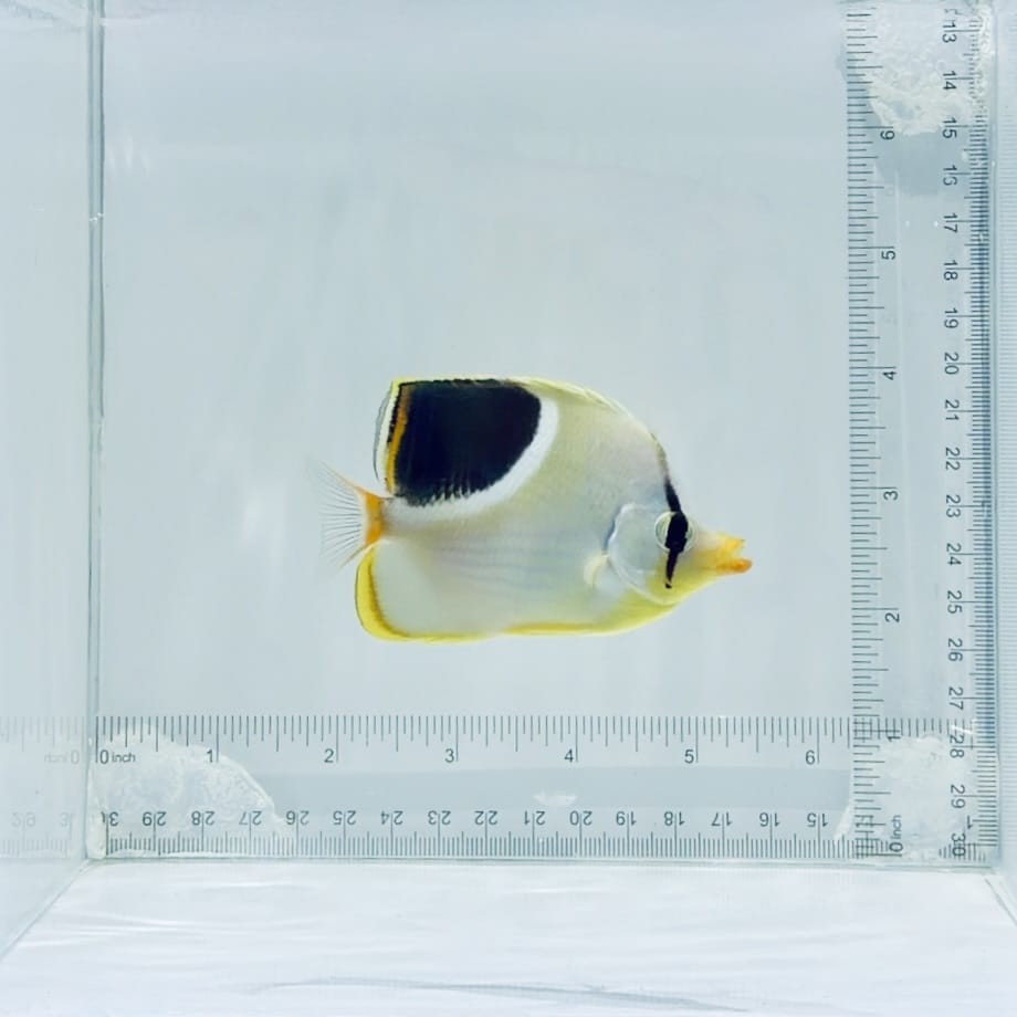 Saddleback Butterflyfish