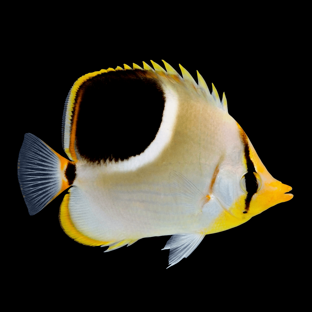 Saddleback Butterflyfish - Chaetodon ephippium