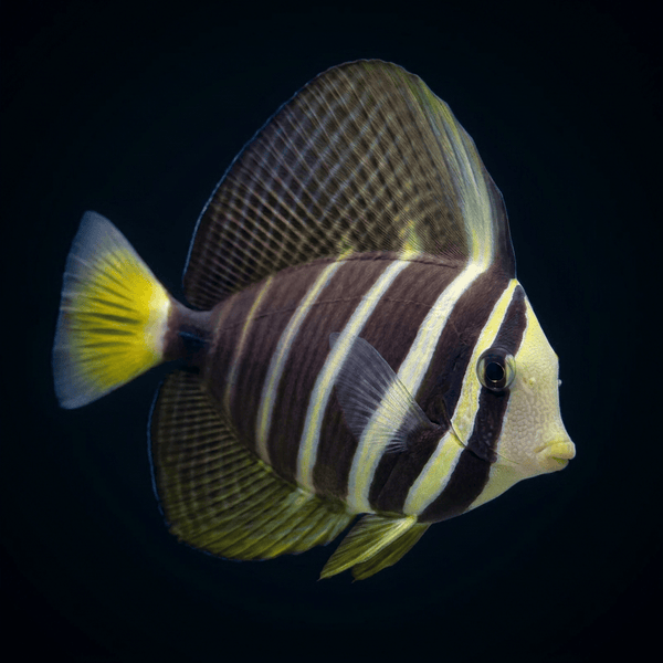 Sailfin Tang