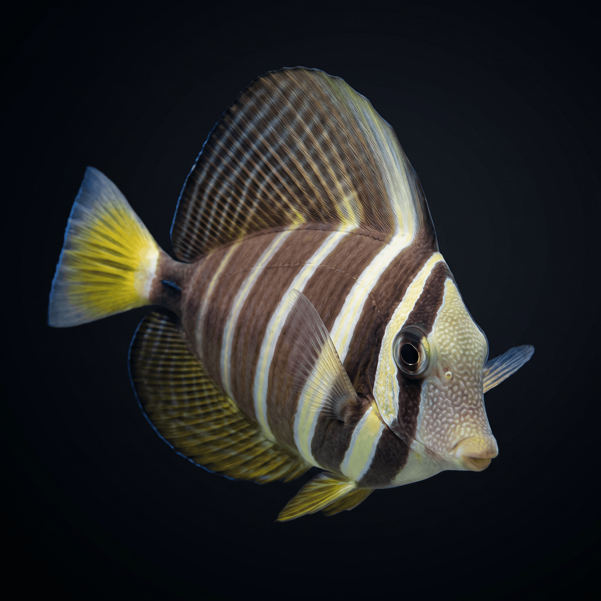 Sailfin Tang - Fiji
