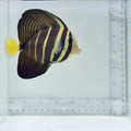 Sailfin Tang Fish