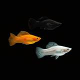 Saltwater Lyretail Molly Fish - Sustainably Aquacultured