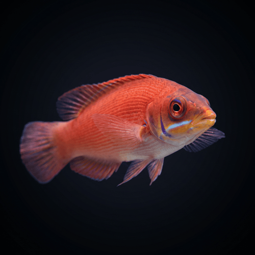 Scarlet Pin Stripe Wrasse