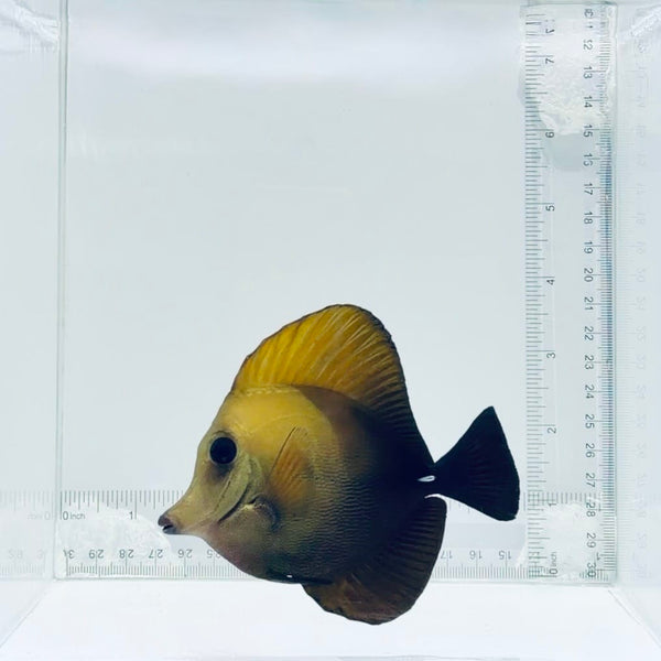 Scopas Tang
