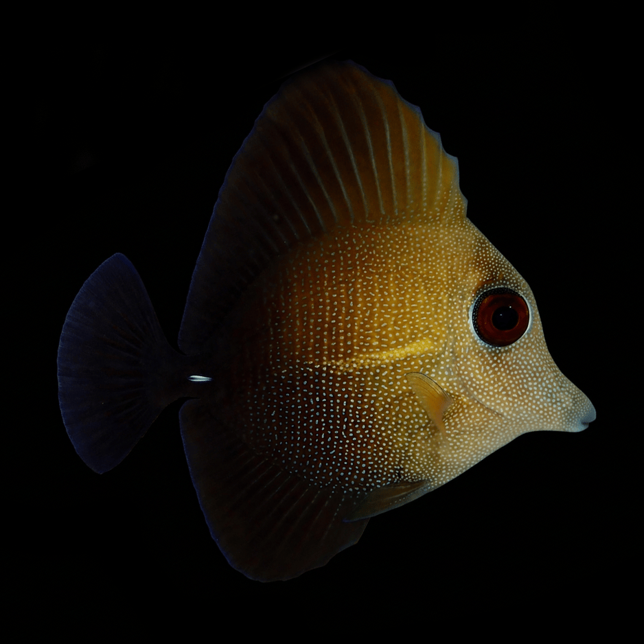 Scopas Tang - Zebrasoma scopas