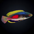Scott's Fairy Wrasse