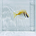 Scribbled Rabbitfish