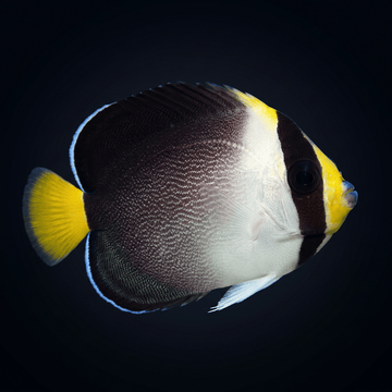 Singapore Angelfish
