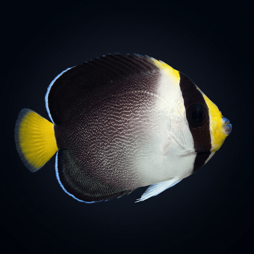 Singapore Angelfish
