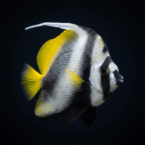 Singularis Heniochus Butterflyfish