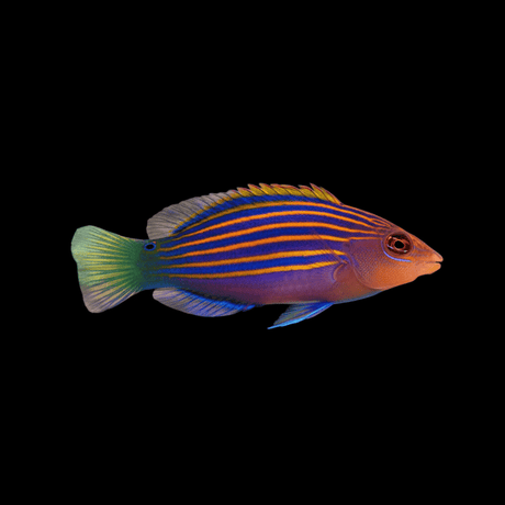 Six Line Wrasse