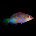 Six Line Wrasse - Pseudocheilinus hexataenia