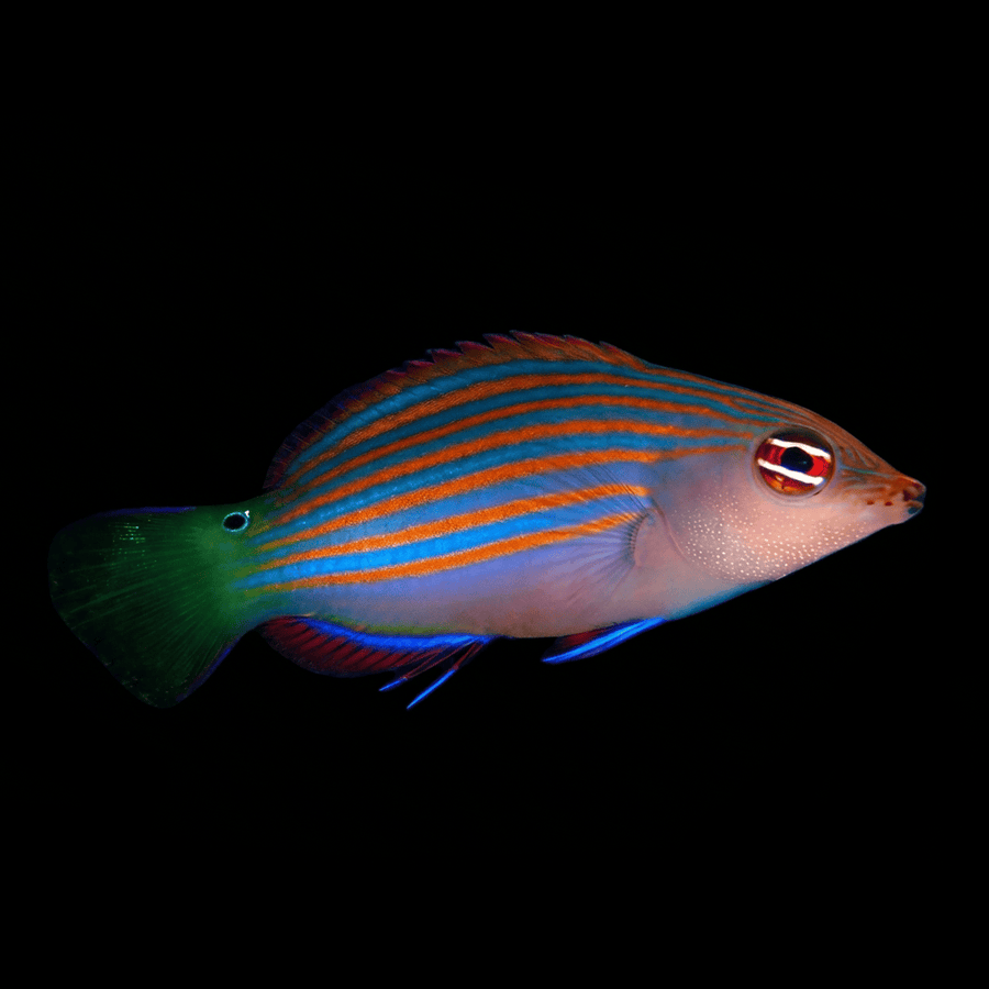 Six Line Wrasse - Pseudocheilinus hexataenia