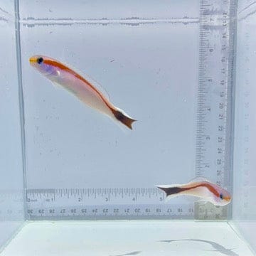 Skunk Tile Fish