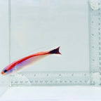 Skunk Tilefish
