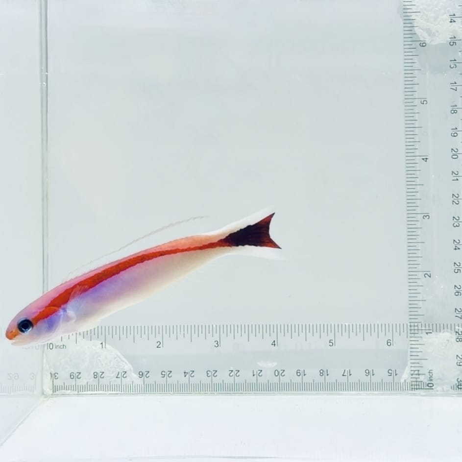 Skunk Tilefish