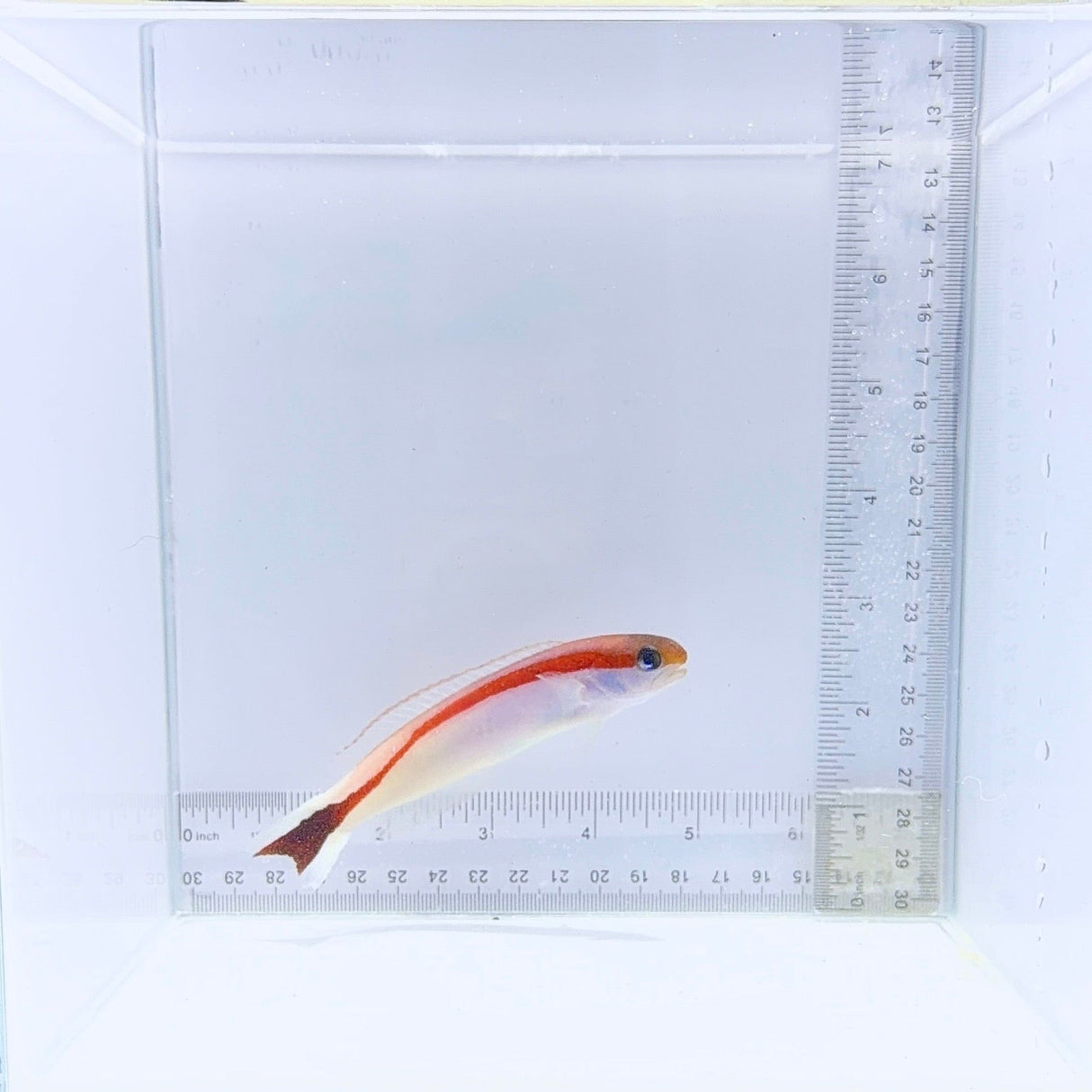 Skunk Tilefish – Hoplolatius marcosi