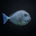 Sleek Unicorn Tang