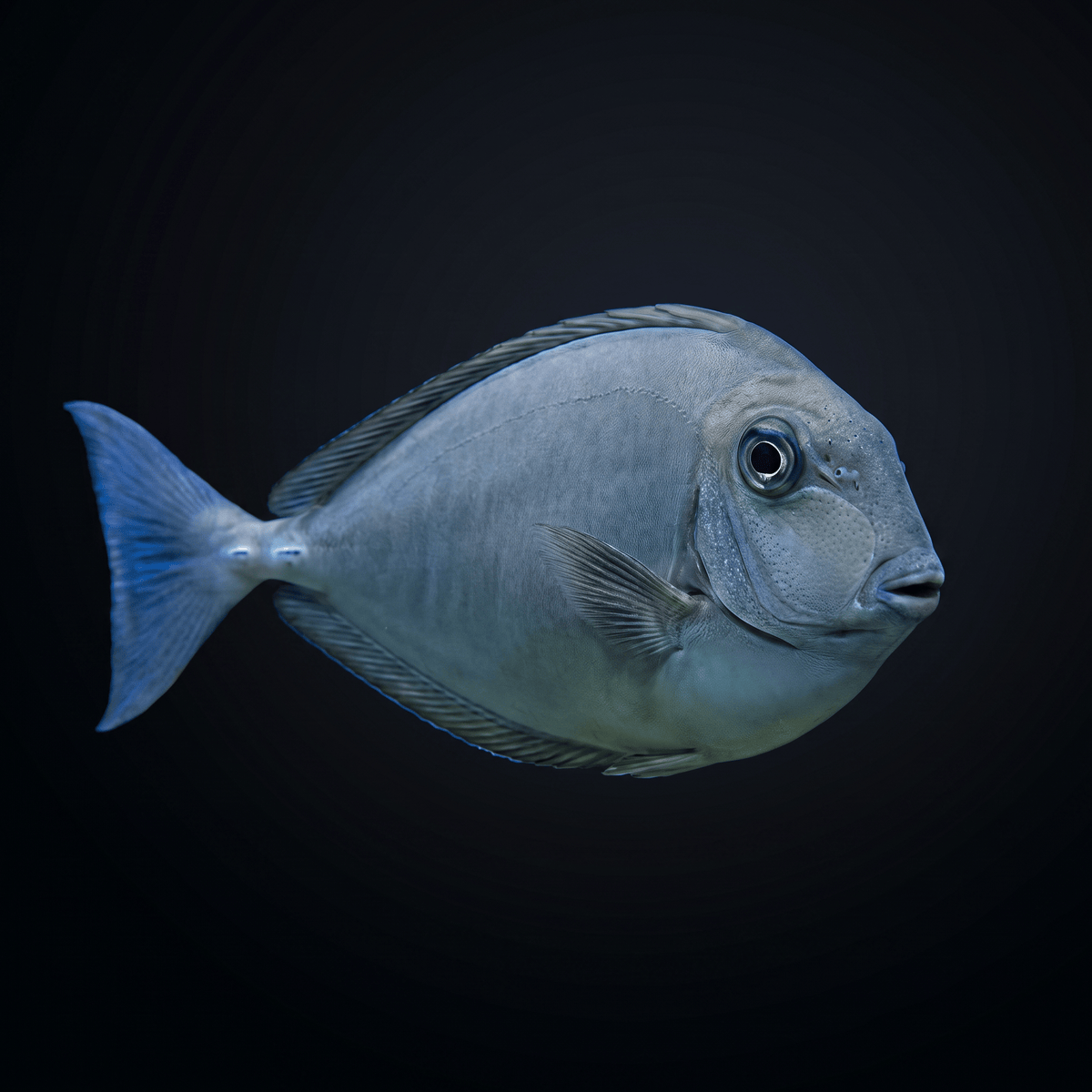 Sleek Unicorn Tang