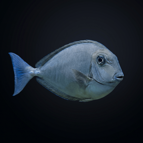 Sleek Unicorn Tang