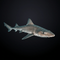 Smooth Hound Shark