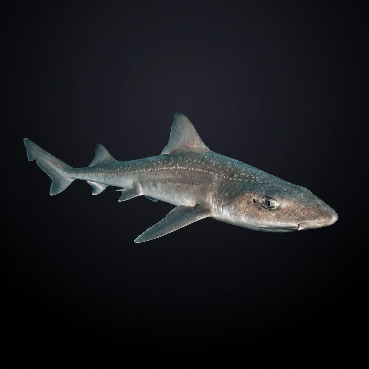 Smooth Hound Shark