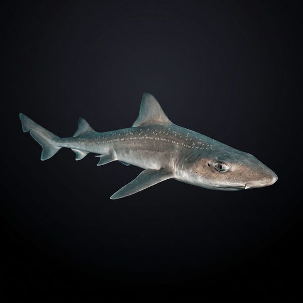 Smooth Hound Shark