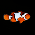 Snow Onyx Clownfish — Bali Aquarich — Amphiprion percula