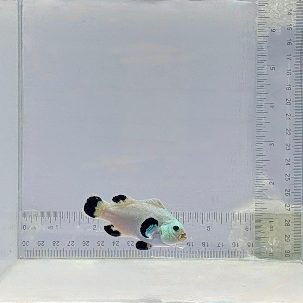 Snow Storm Clownfish