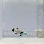 Snow Storm Clownfish