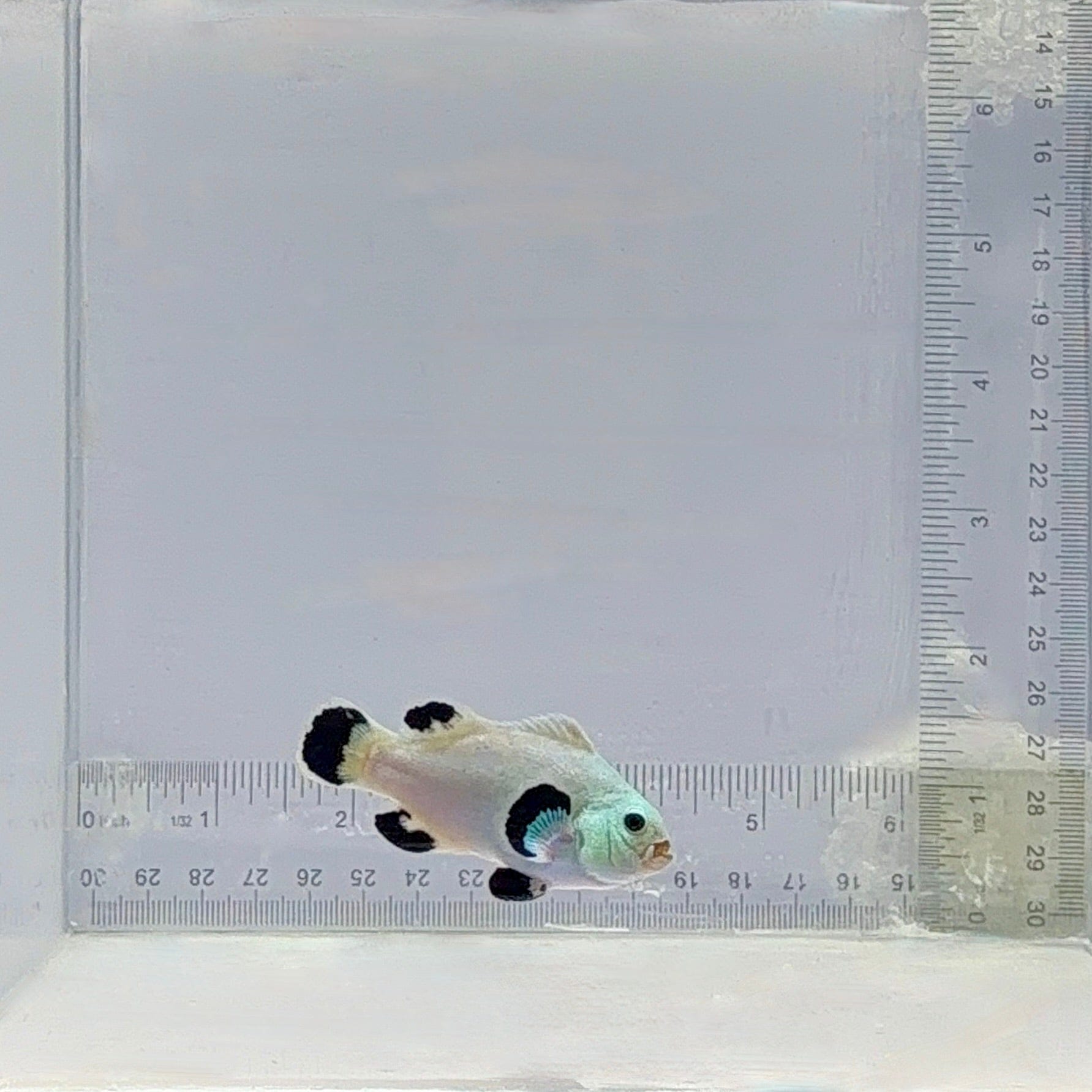 Snow Storm Clownfish