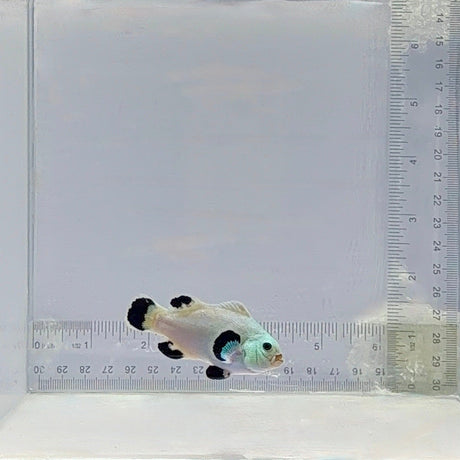 Snow Storm Clownfish