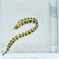 Snowflake Moray Eel