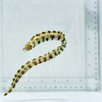 Snowflake Moray Eel