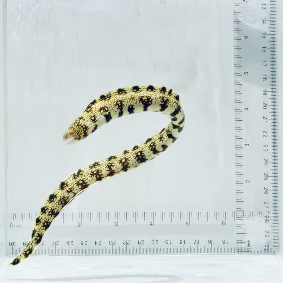 Snowflake Moray Eel