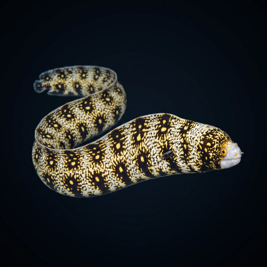 Snowflake Morey Eel