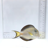 Sohal Tang – Acanthurus sohal